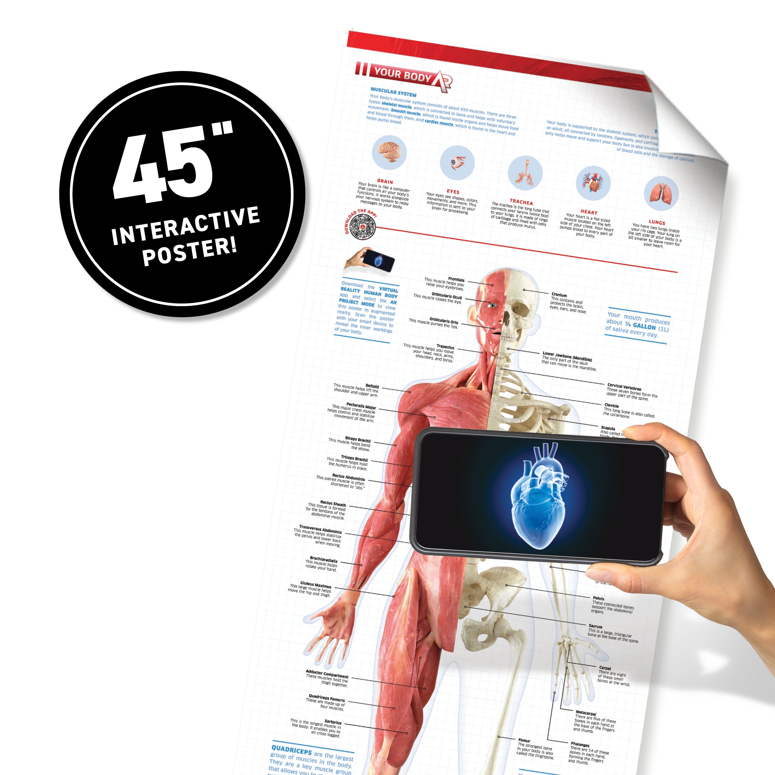 Augmented Reality Anatomy Virtual Reality Discovery Gift Set W/ DK